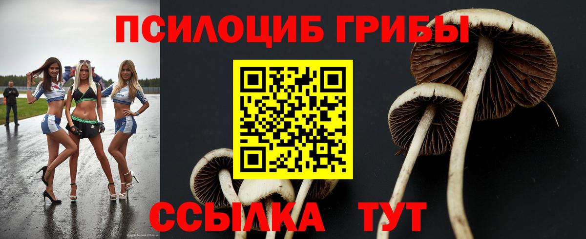 Псилоцибиновые грибы Psilocybe Благовещенск